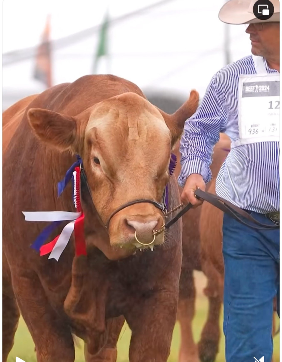 Merrindale Gelbvieh Claims Grand Champion Bull at BEEF 2024